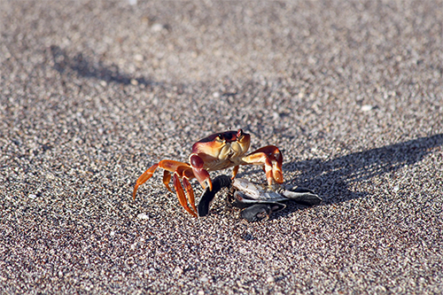 Conectividade do caranguejo ameaçado Johngarthia lagostoma nas ilhas oceânicas brasileiras: integrando a circulação oceânica, informações genéticas e fenotípicas.